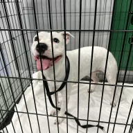  1170/25 - samica, 5 lat