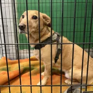  1174/25 - samiec, 9 lat