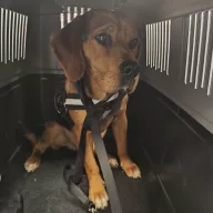  1178/25 - samiec, 1 rok