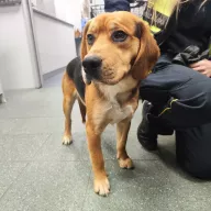  1179/25 - samiec, 1 rok