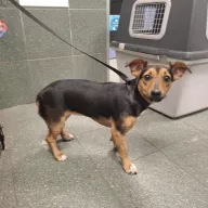  1184/25 - samica, 10 miesięcy