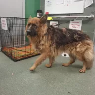  1185/25 - samiec, 1 rok