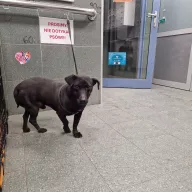  1196/25 - samiec, 3 lata