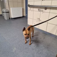  1191/25 - samica, 3 lata