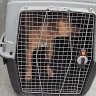  1192/25 - samiec, 2 lata