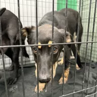  1208/25 - samiec, 1 rok