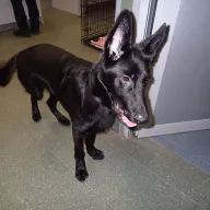  1216/25 - samiec, 11 miesięcy