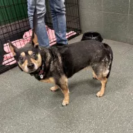  1220/25 - samiec, 12 lat