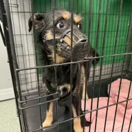  1223/25 - samica, 7 lat