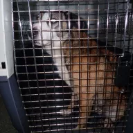  1224/25 - samiec, 6 lat