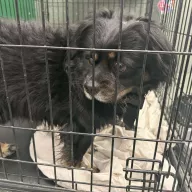  1228/25 - samiec, 7 lat