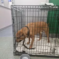  1231/25 - samiec, 9 lat