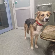  1232/25 - samiec, 1 rok