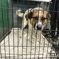  1235/25 - samiec, 3 lata