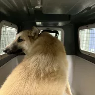  1237/25 - samica, 9 miesięcy