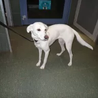  1251/25 - samica, 2 lata