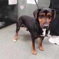  1252/25 - samiec, 6 lat