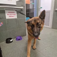  1260/25 - samiec, 2 lata