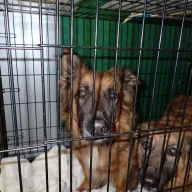  1278/25 - samiec, 4 lata