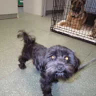  1280/25 - samiec, 5 lat