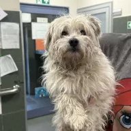  1283/25 - samiec, 7 lat