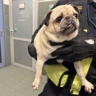  1288/25 - samica, 6 lat