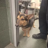  1290/25 - samiec, 7 lat