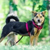  1293/25 - samiec, 1 rok