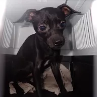  1294/25 - samiec, 2 lata