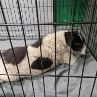  1301/25 - samiec, 10 lat