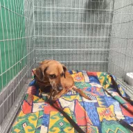 Liza 1105/25 - samica, 9 lat