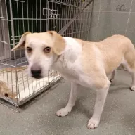 Blondi 0515/23 - samica, 2 lata