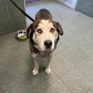 Morświn 1374/24 - samiec, 7 lat