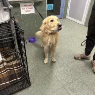  1203/25 - samiec, 4 lata