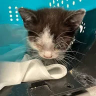  0333/25 - samiec, 8 miesięcy