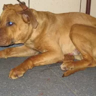 Aron 0851/22 - samiec, 4 lata