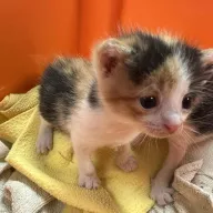 Obara 0767/25 - samica, 2 miesiące