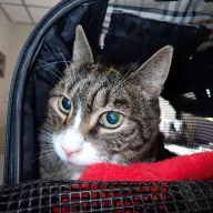  0894/25 - samiec, 7 lat