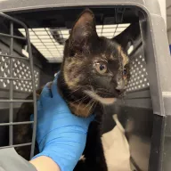  0918/25 - samica, 4 miesiące