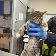  0974/25 - samica, 2 miesiące