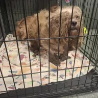  0976/25 - samiec, 6 lat