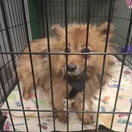 Tala 0980/25 - samica, 2 lata