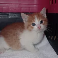  0989/25 - samiec, 1 miesiąc