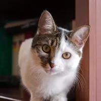 Lola 0040/20/F