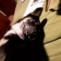 Kobi 0028/21/T