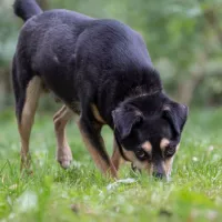 Jasper  0489/20
