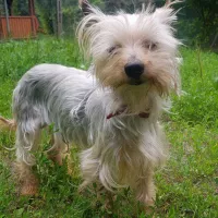 Gucio 1205/20