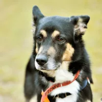 Kobi 0028/21/T