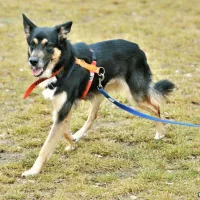 Kobi 0028/21/T