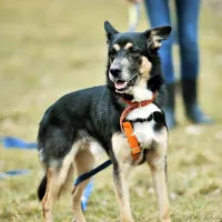 Kobi 0028/21/T